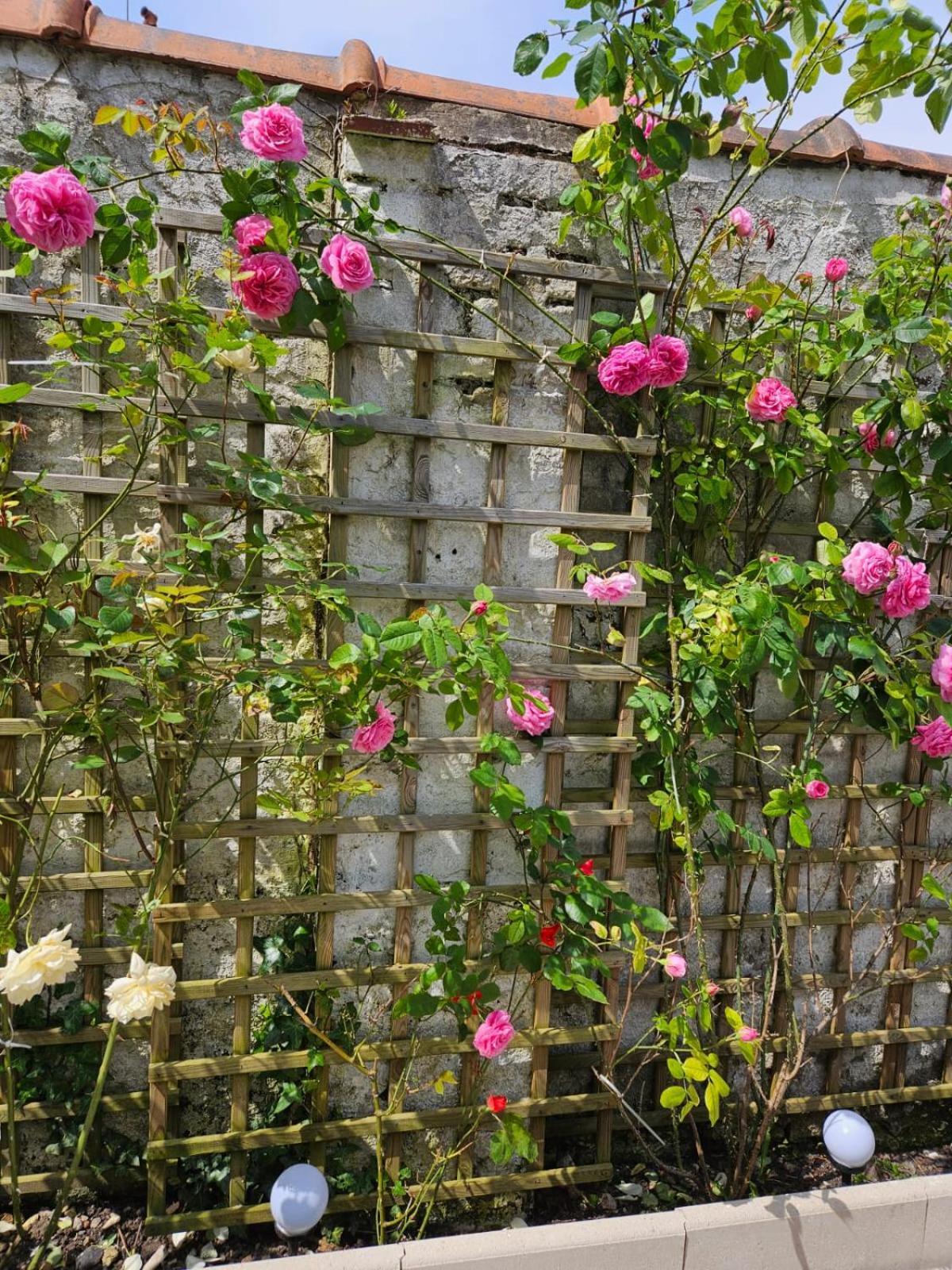 Studio Avec Jardin Rosendael Proche Plage Dunkirk Exterior foto